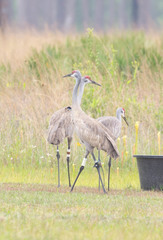 Antigone canadensis pulla