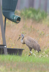 Antigone canadensis pulla
