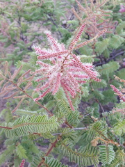 Mimosa benthamii