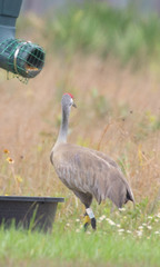 Antigone canadensis pulla