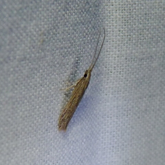 Coleophora quadruplex