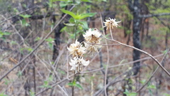 Montanoa leucantha