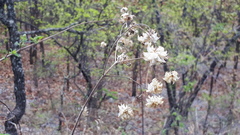Montanoa leucantha
