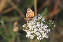 Chrysolarentia chrysocyma