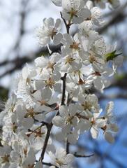 Prunus nigra, photograph (c) christine123, some rights reserved (CC BY)