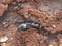 Platydracus violaceus