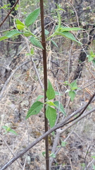 Montanoa leucantha