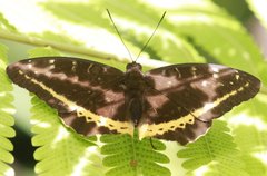 Lexias panopus