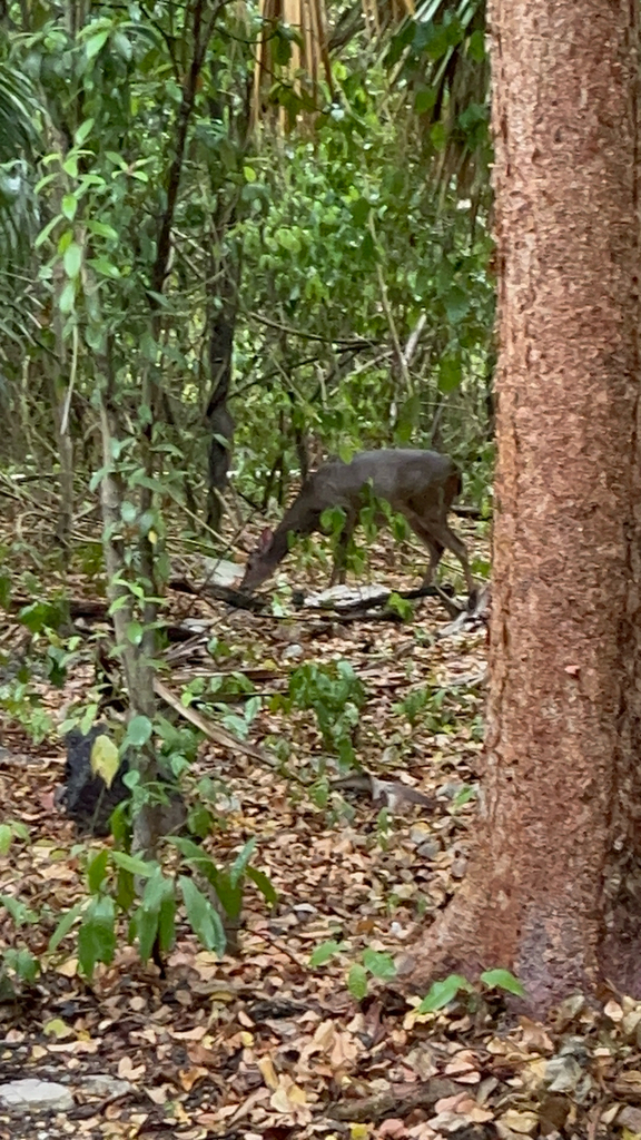 Yucatan White-tailed Deer