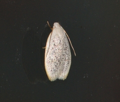 Durrantia piperatella