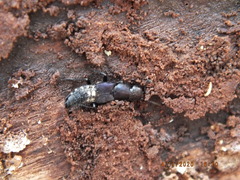 Platydracus violaceus