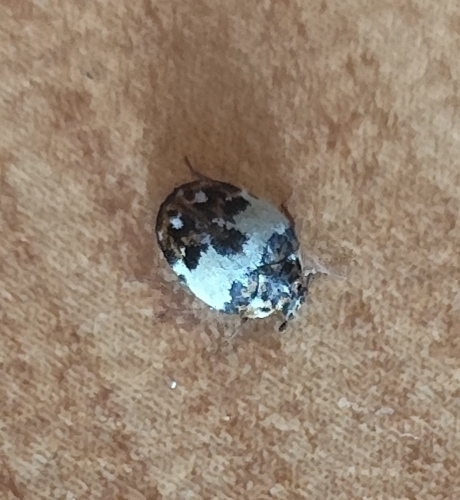 Anthrenus isabellinus