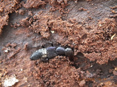 Platydracus violaceus
