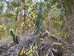 Corryocactus brevistylus