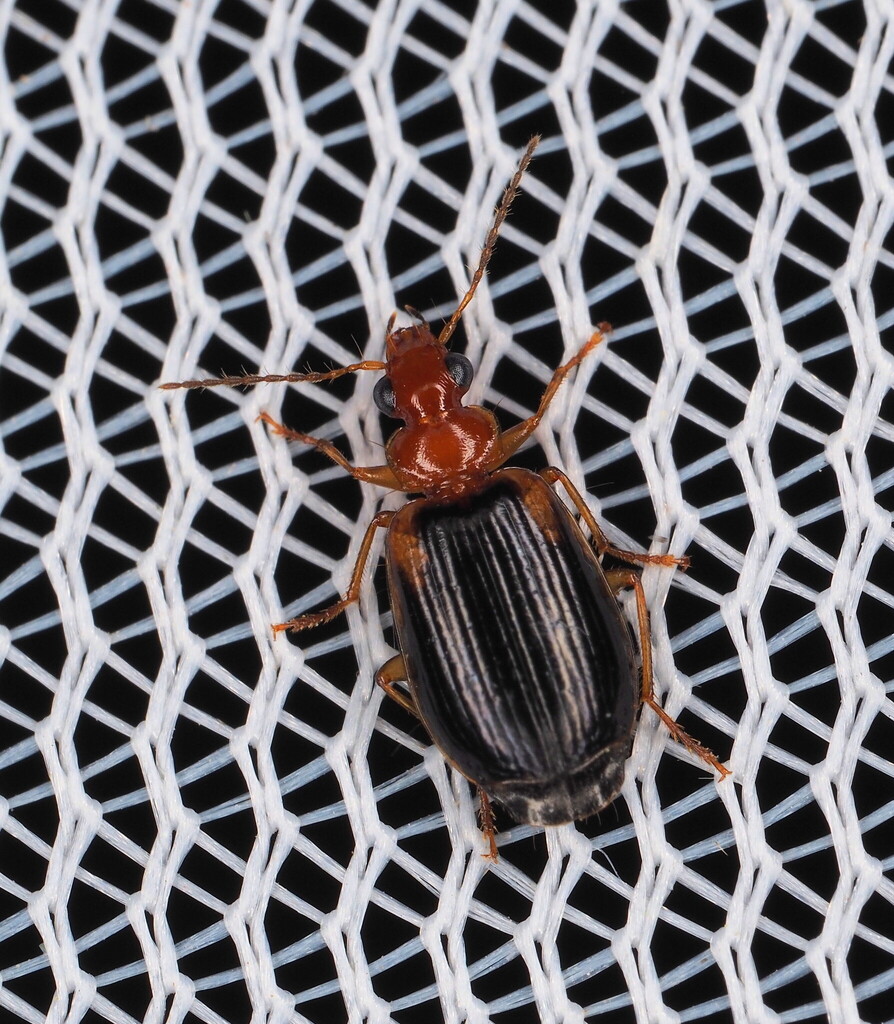 Lebia cymindoides