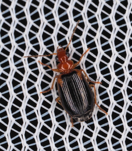 Lebia cymindoides