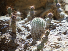 Oreocereus hempelianus