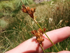 Juncus imbricatus
