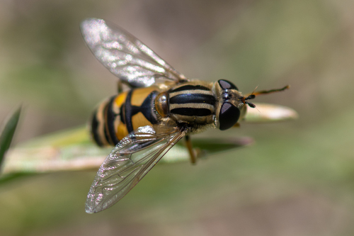 Broad-headed Marsh Fly
