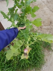 Brassica rapa rapa