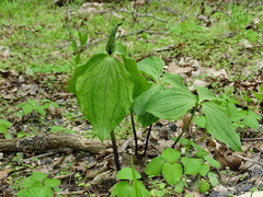 Trillium viridescens