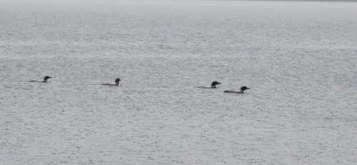Common Loon