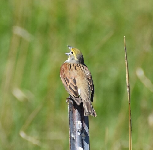 Dickcissel