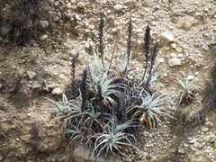 Puya cylindrica