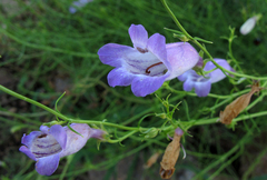 Penstemon dasyphyllus