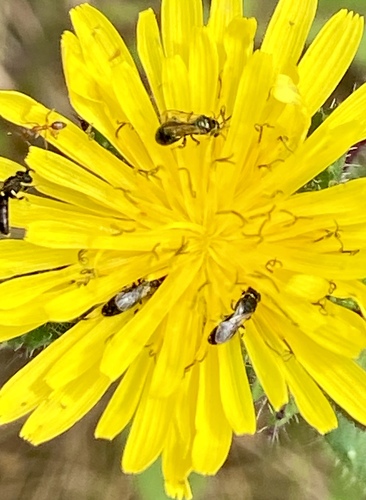 iNaturalist observation photo of Argentine Ant