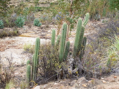 Trichocereus schoenii