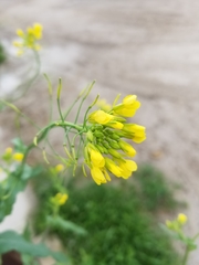 Brassica rapa rapa