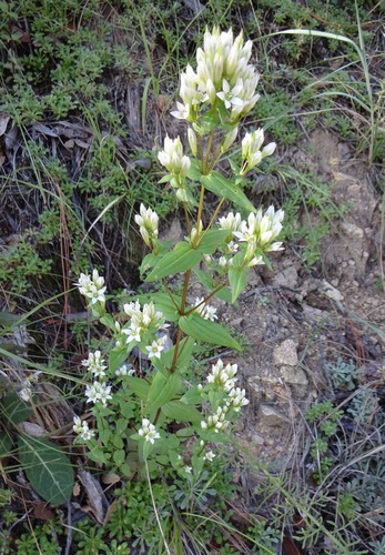 Image of Gentianella microcalyx by (c) Andrew Tree, some rights reserved (CC BY)