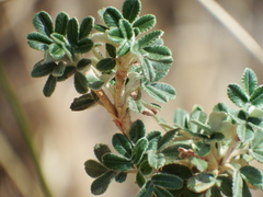 Polylepis tarapacana