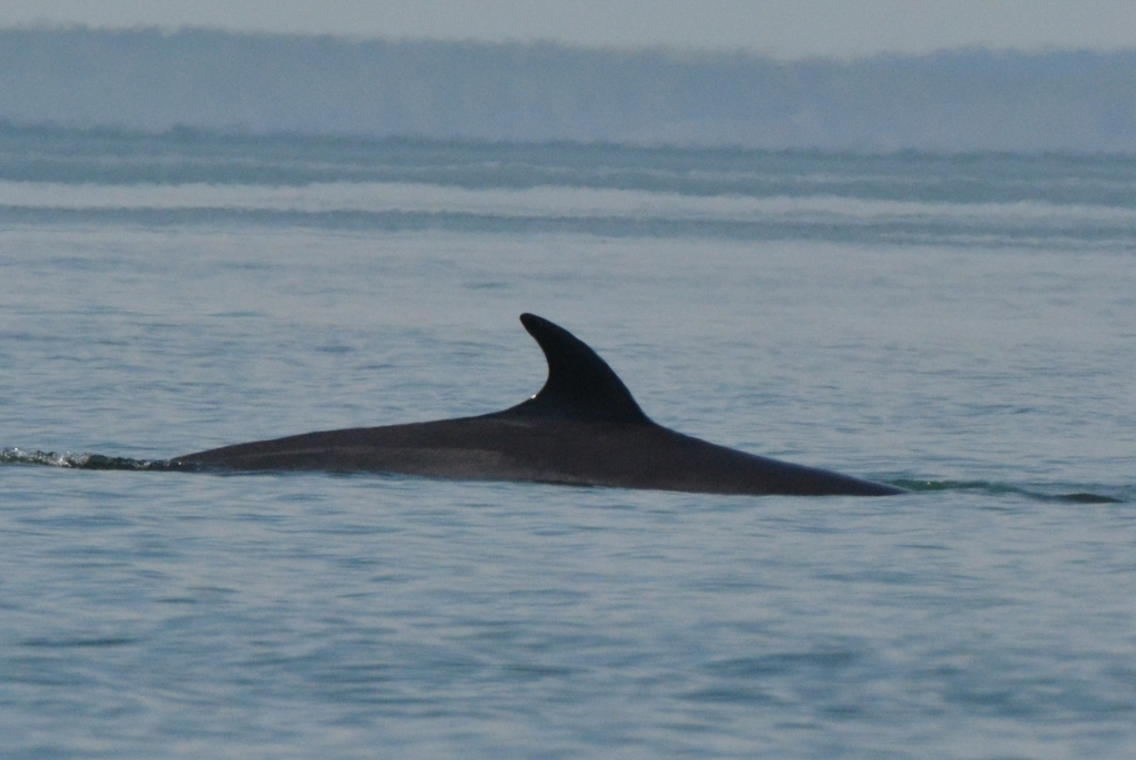 Minke whale back and sickle dorsal fin in Bay of Fundy