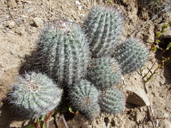 Oreocereus hempelianus