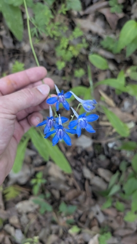 Delphinium madrense, photograph 6