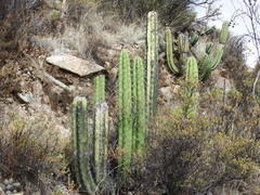 Corryocactus brevistylus