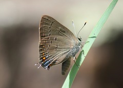 Satyrium edwardsii