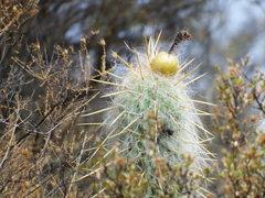 Oreocereus leucotrichus