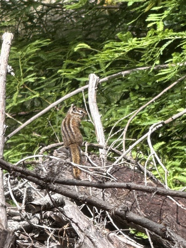 Merriam's Chipmunk observed by barry_thomson