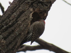 Colaptes auratus auratus