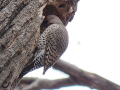 Colaptes auratus auratus