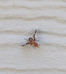 Tritoxa