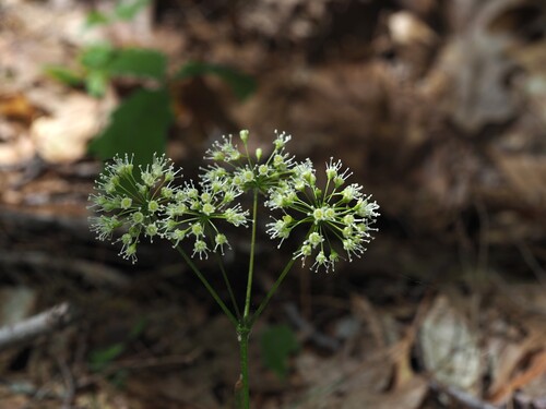 Wild sarsaparilla (Aralia nudicaulis)