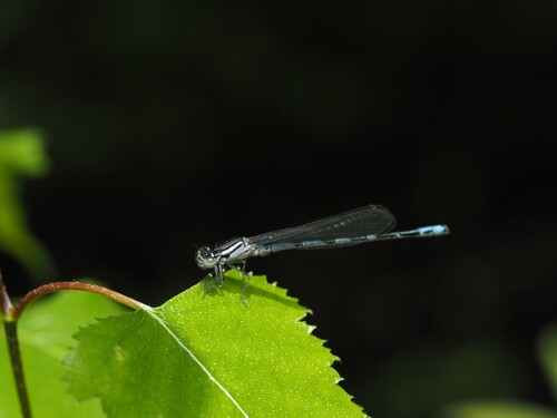 New England Bluet photo 2