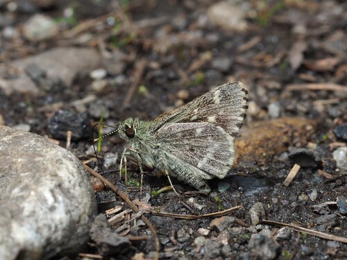 Pepper and Salt Skipper photo 2