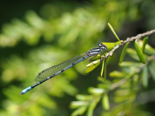 New England Bluet photo 4