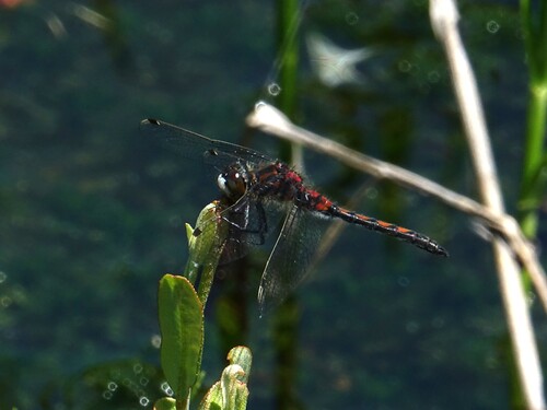 Hudsonian Whiteface photo 6