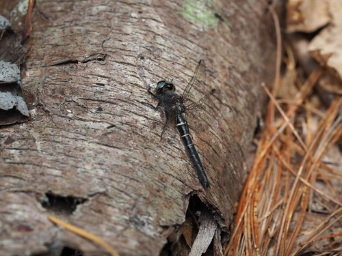 Ebony Boghaunter photo 2